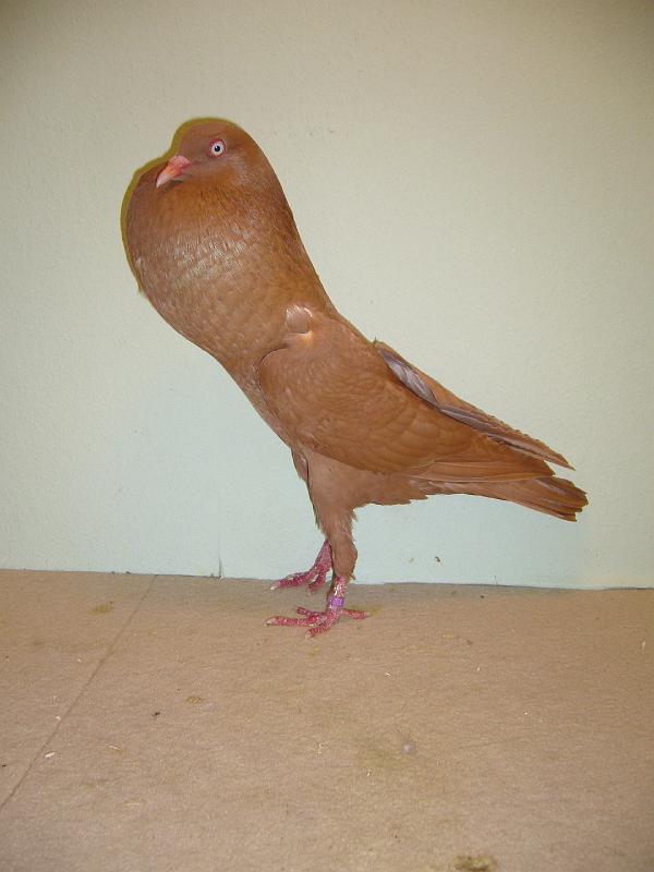 Munster 2009 789.jpg - hv 96 Punkte LVEJ von Patrik Ermann auf Steigerkröpfer, gelb